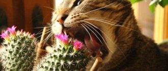 Plants that cats don&#39;t like