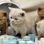 Breeding cats and their participation in exhibitions