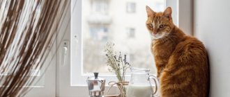 Red cat on the windowsill