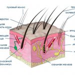 Greasy tail in a cat: causes and treatment (photo)