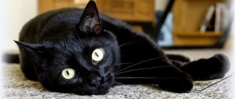 The most beautiful breeds of black cats: description and photo