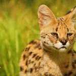 serval