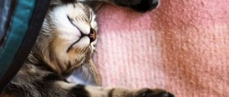 How long do cats sleep?