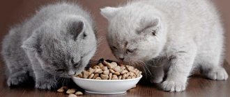 How much dry food to give a kitten