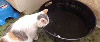 Сколько воды должна пить кошка в день?