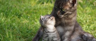 Соклько котят могут родить кошки