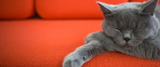 Ways to get rid of the smell of cat urine on the sofa