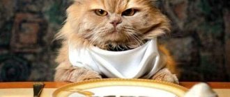 Статья об общих принципах кормления кошек, типах рационов питания кошек и особенностях чистого кормления и сочетания рационов.