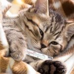 Температура тела у кошек: норма и отклонения