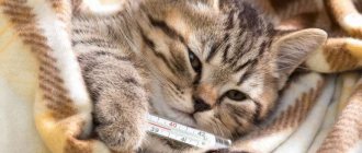 Температура тела у кошек: норма и отклонения