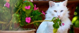 Turkish Angora