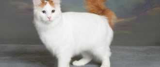 Turkish van