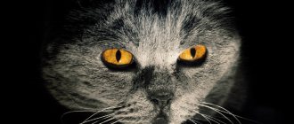 У кошки светятся глаза