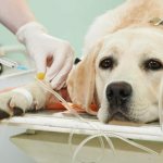 Euthanasia of animals in the clinic