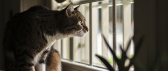Вечерами напролет: 5 причин, почему кошка любит сидеть на подоконнике и смотреть в окно