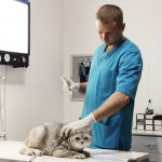 ветеринар делает прививку кошке