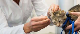 ветеринар диагностирует ушного клеща у котенка с помощью ватной палочки