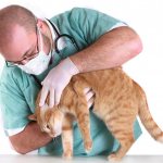 Veterinary examination