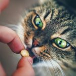 Vitamins for cats