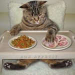 Внешние признаки появления у кошки аллергии на корм: чем лучше кормить