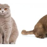 Mating Scottish cats: who to cross with, rules for mating at home