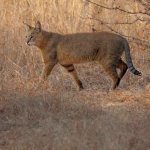 South Asian jungle cat