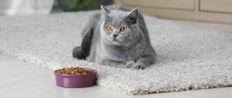 Why switch your cat to dry food?