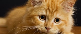 Залысины у кошки: возле ушей, причины появления и методы устранения проблемы