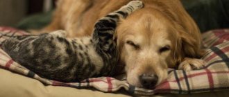 Golden retriever and cat